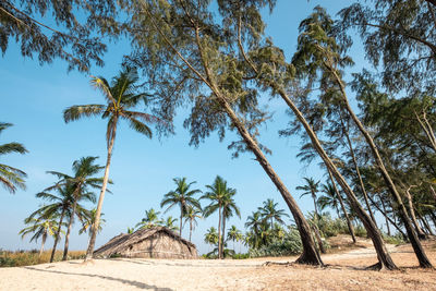 Low angle view of coconut palm trees against blue sky