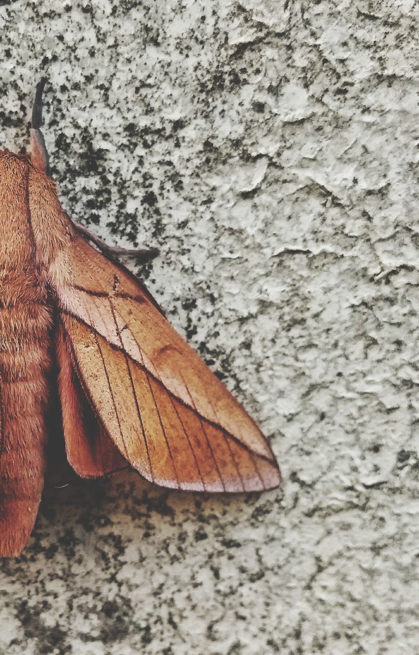 CLOSE UP OF AUTUMN LEAF