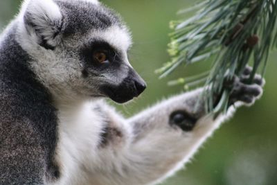 Close-up of cat on branch