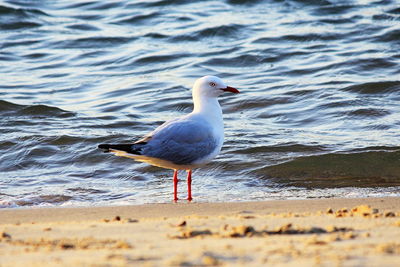 Seagull on beach