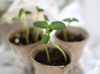 Close-up of small potted plant