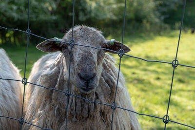 Close-up of a barbed wire fence and a sheep