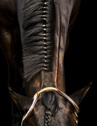 Close-up of a horse