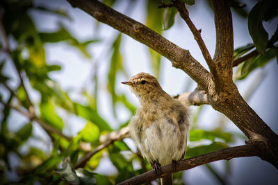 Low angle view of bird perching on branch