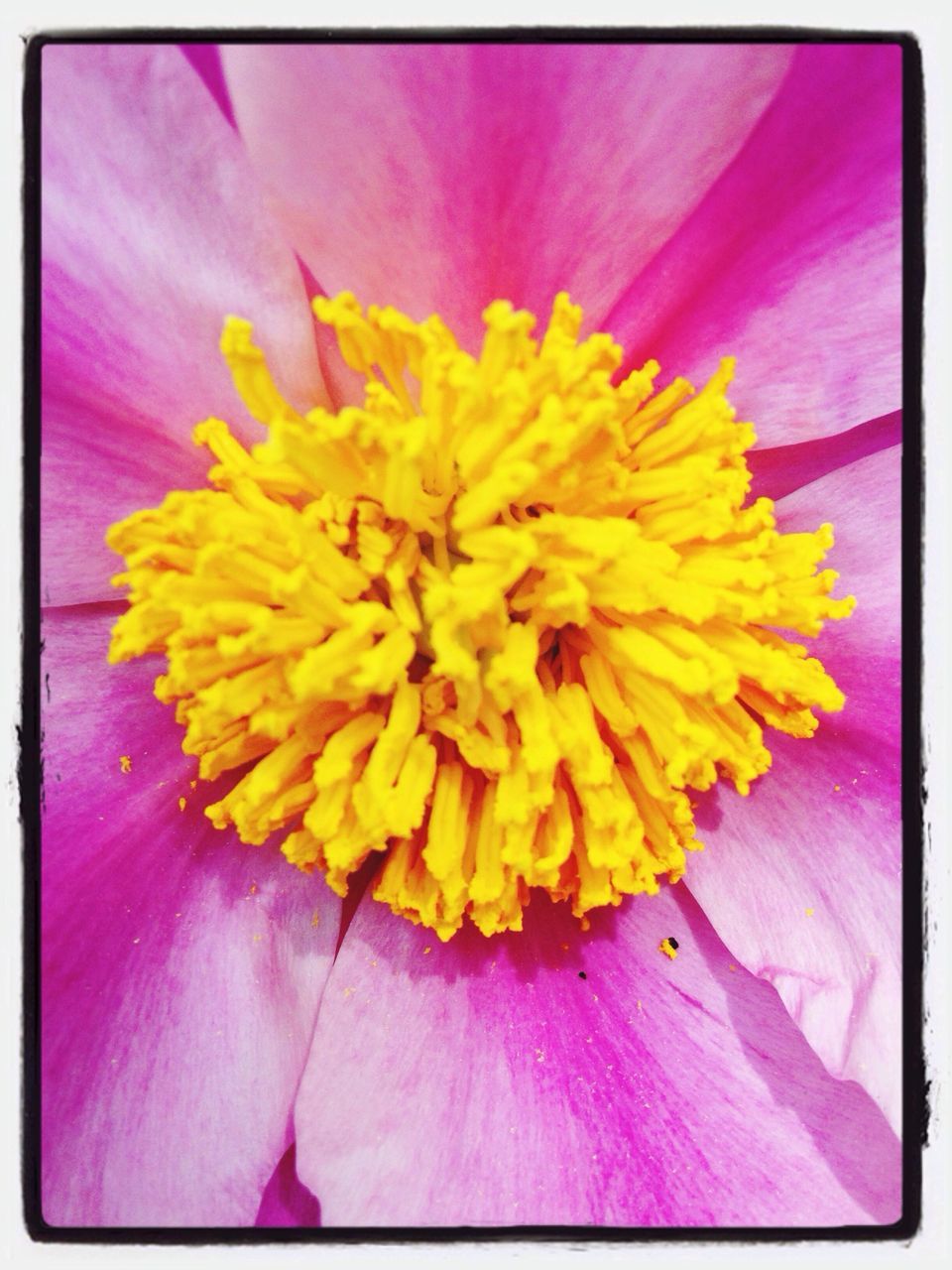 flower, transfer print, petal, flower head, fragility, freshness, yellow, auto post production filter, beauty in nature, pink color, pollen, close-up, single flower, full frame, nature, stamen, backgrounds, growth, purple, blooming