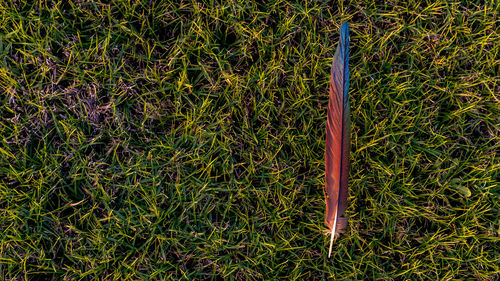 Close-up of fresh green grass in field