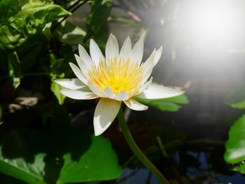 Close-up of water lily in pond