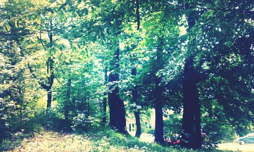 Trees in forest