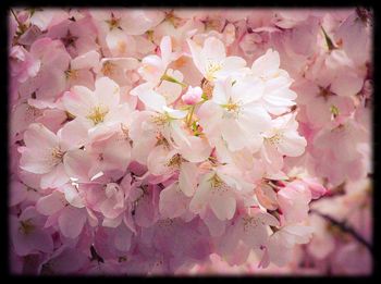 Close-up of cherry blossoms