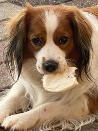 Close-up portrait of a dog