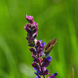 Close-up of butterfly on purple flower