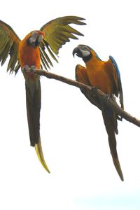 Low angle view of birds perching on tree against clear sky