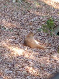 High angle view of small bird on land