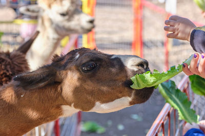 Alpacas in their pens at the farm fair exhibition