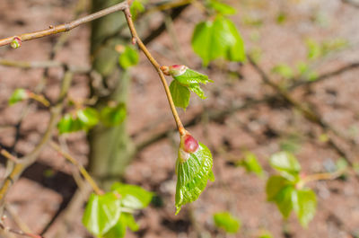 Close-up of green leaf on plant