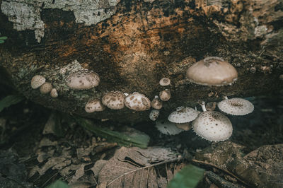 Close-up of mushrooms growing on field