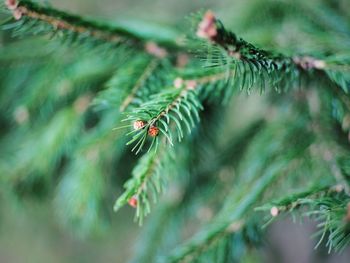 Close-up of pine tree