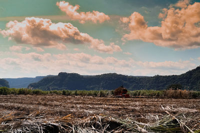 Scenic view of agricultural field against sky