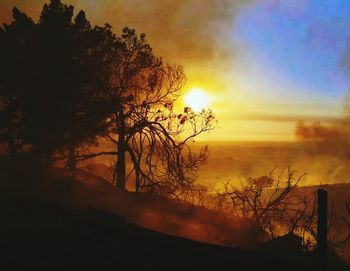 Silhouette of trees at sunset