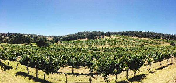 Vineyard against clear sky