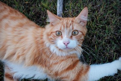 Portrait of cat lying on field