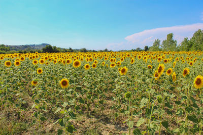 Sunflowers on field against sky