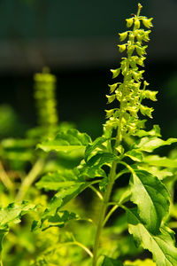 Close-up of fresh green plant