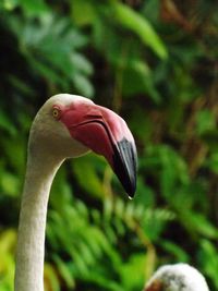 Close-up of a bird