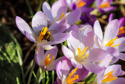 Close-up of bee pollinating on purple crocus flowers