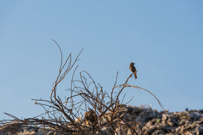 Low angle view of bird perching on branch against clear sky