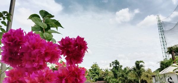 Low angle view of pink flowering plant against sky