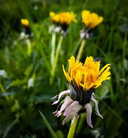 Close-up of yellow flower