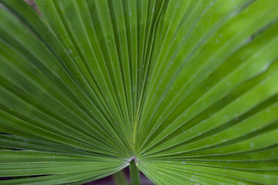 Saw palmetto plant leaf