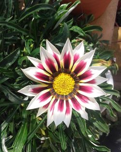 High angle view of pink flower