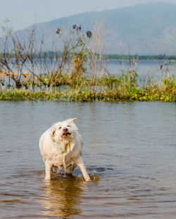 White dog on riverbank against sky