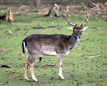 Deer standing in a field