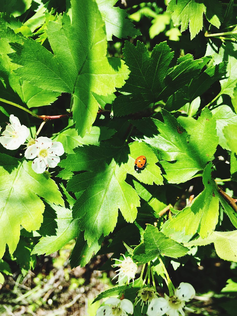 leaf, green color, growth, plant, animal themes, one animal, animals in the wild, wildlife, insect, nature, high angle view, beauty in nature, freshness, flower, fragility, white color, close-up, green, outdoors, day