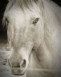 Close-up of horse