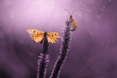 Butterfly on flower