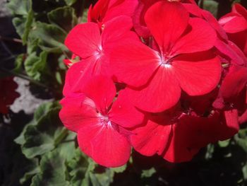 Close-up of pink flowers