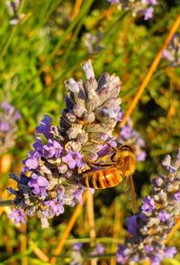 Close-up of butterfly pollinating on purple flower