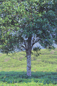 Trees on field