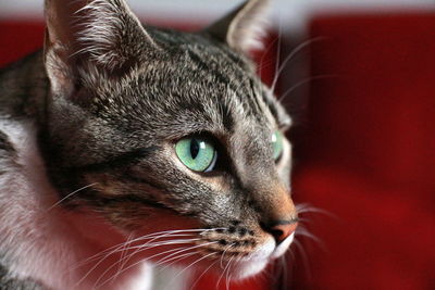 Close-up portrait of a cat looking away