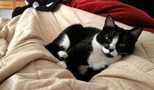 Close-up of cat lying on sofa at home