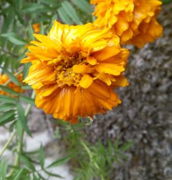 Close-up of yellow flowers blooming outdoors