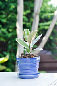 Close-up of small potted plant on table