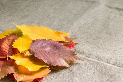 Close-up of yellow maple leaves on plant