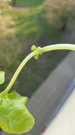 Close-up of green leaves