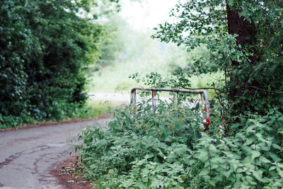 Plants and trees in park