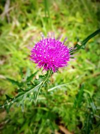 Close-up of thistle blooming outdoors